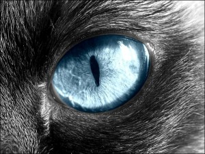 cat_eye_by_charlopunk