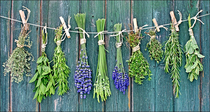 10-healing-herbs-to-grow-in-your-survival-garden