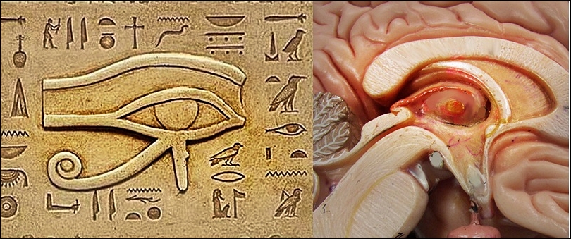 human-brain-pineal-eye-of-horus